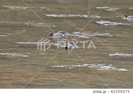 水辺の鳥:コガモ:天の川 水辺の鳥:コガモ:天の川 62350375