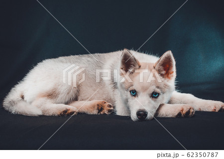Little siberian husky puppy closeup on black background. Little siberian husky puppy closeup on black background. 62350787
