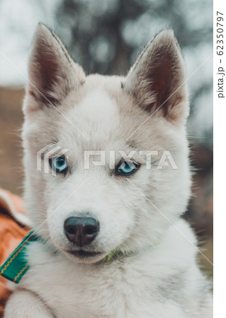 Closeup of muzzle puppies of husky puppy, brownish gray. Closeup of muzzle puppies of husky puppy, brownish gray. 62350797