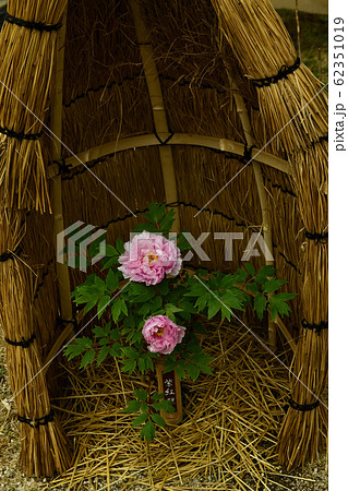 広島県備北丘陵公園の冬ボタン 62351019