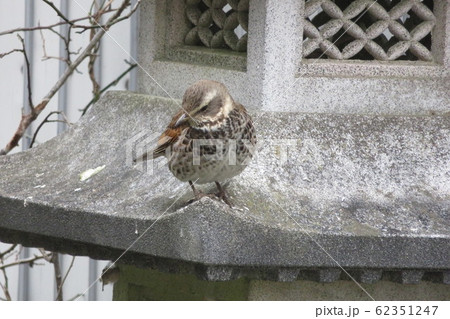 ツグミ（鳥） 62351247