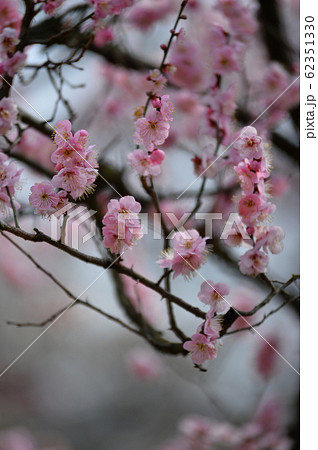 梅の花 縦位置 梅の花 縦位置 62351330
