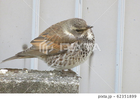 太った鳥のツグミの写真素材 [62351899] - PIXTA