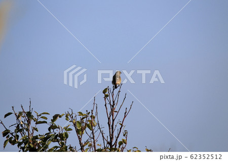 大牟田市　三池港　ジョウビタキ、 62352512