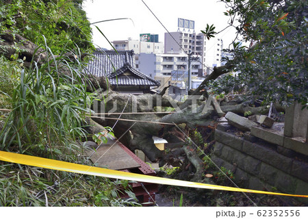 【神奈川】横須賀　諏訪大神社の倒木 62352556