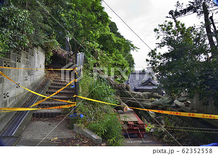 【神奈川】横須賀　諏訪大神社の倒木 62352558