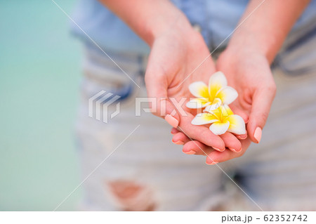 Beautiful frangipani flowers in hands background turquoise sea on white beach Beautiful frangipani flowers in hands background turquoise sea on white beach 62352742