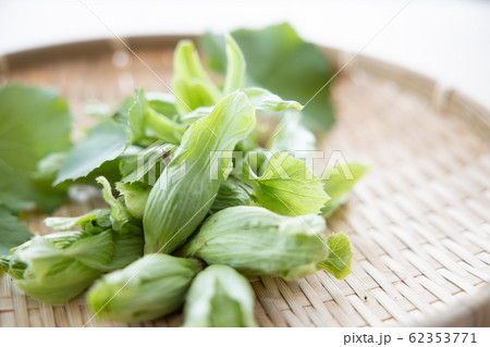 ざるの上の蕗の薹と葉 62353771