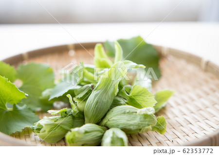 ざるの上の蕗の薹と葉 ざるの上の蕗の薹と葉 62353772