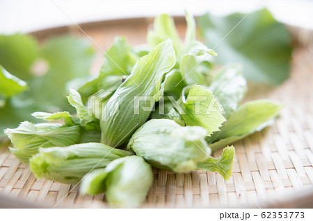 ざるの上の蕗の薹と葉 ざるの上の蕗の薹と葉 62353773