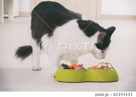 Cat eating natural food from a bowl Cat eating natural food from a bowl 62354335