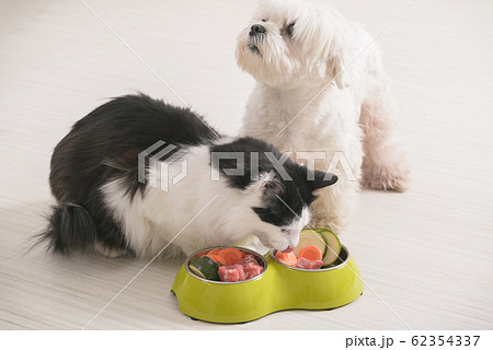 Dog and cat eating natural food from a bowl Dog and cat eating natural food from a bowl 62354337