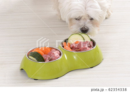 Dog eating natural food from a bowl Dog eating natural food from a bowl 62354338