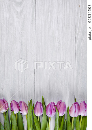 Pink tulips on white wooden background, banner 62354508