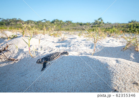 Green sea turtle hatchling on the beach. Green sea turtle hatchling on the beach. 62355346
