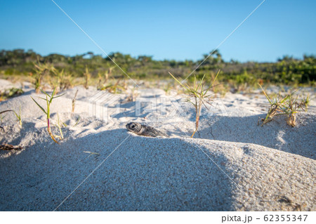 Green sea turtle hatchling on the beach. 62355347
