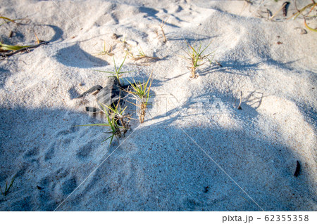 Green sea turtle hatchling on the beach. 62355358