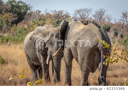 Two big male Elephants playing. 62355366