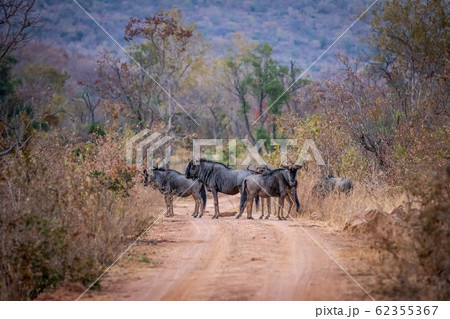 Blue wildebeest standing in the road. 62355367