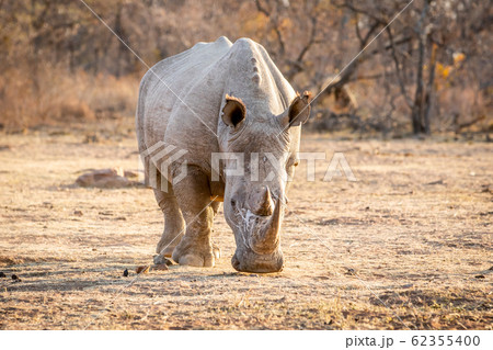 White rhino standing in the grass. White rhino standing in the grass. 62355400