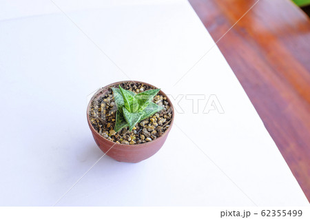 cactus isolated on white background 62355499