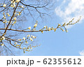 梅の木と青空 62355612