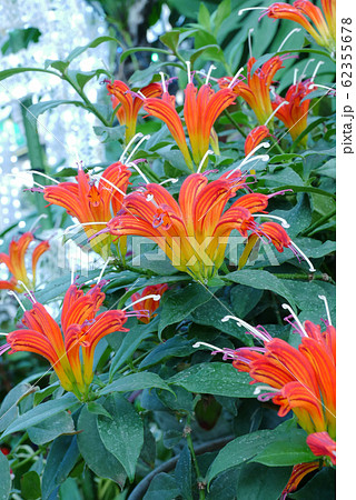 風景自然植物写真 トロピカルな植物 エスキナンサス・スペキオスス ハチ鳥が好きな花 風景自然植物写真 トロピカルな植物 エスキナンサス・スペキオスス ハチ鳥が好きな花 62355678