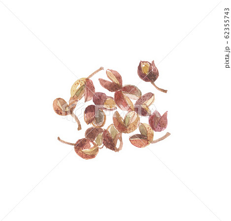 花椒　カショウ 62355743