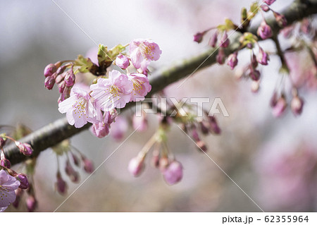 春を告げる河津桜　(カワヅザクラ) 62355964