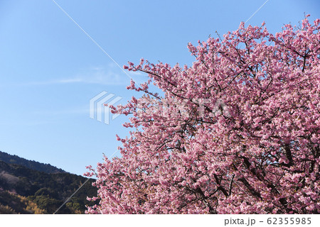 河津桜   62355985