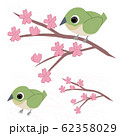 桜の木に止まるメジロ 62358029