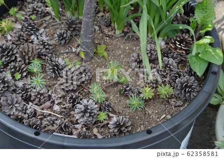 マツボックリが敷き詰められた植木鉢 マツボックリが敷き詰められた植木鉢 62358581