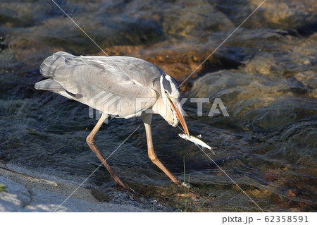 野鳥が餌を捕らえた瞬間 62358591