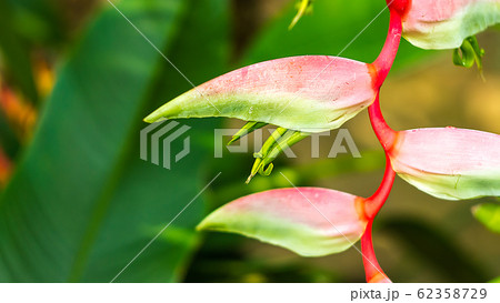 Beautiful lilac Heliconia Tropical flower isolated on a green background Beautiful lilac Heliconia Tropical flower isolated on a green background 62358729