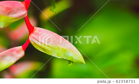 Beautiful lilac Heliconia Tropical flower isolated on a green background Beautiful lilac Heliconia Tropical flower isolated on a green background 62358731