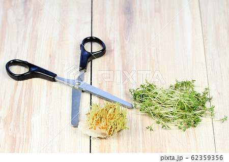 Garden cress is cut with scissors 62359356