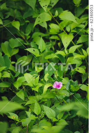 Purple flower between green leaves Purple flower between green leaves 62360053
