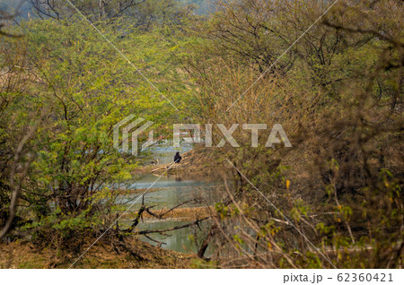 greater spotted eagle in Habitat and landscape of keoladeo national park or bird sanctuary, rajasthan, India. Greater spotted eagle or spotted eagle or Clanga clanga with colorful foreground. 62360421