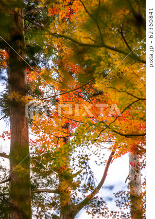 大河内山荘の秋、紅葉する林の風景 62360841