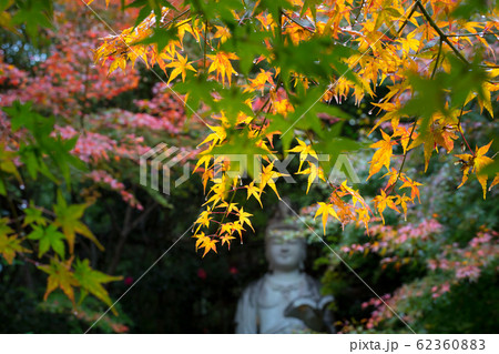 直指庵の時雨、想い出草観音像と紅葉 62360883