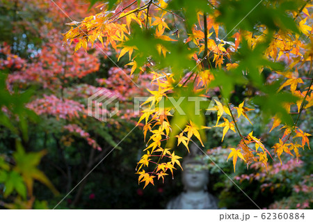 直指庵の時雨、想い出草観音像と紅葉 62360884
