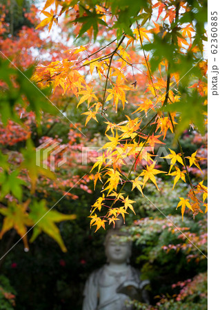 直指庵の時雨、想い出草観音像と紅葉 62360885