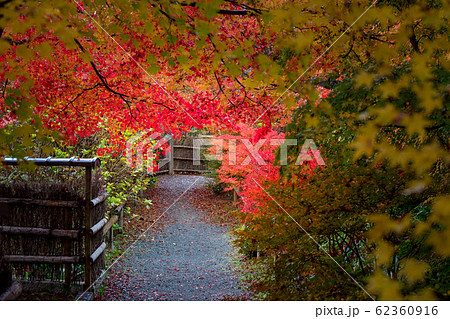 直指庵の時雨、垣根の小道に紅葉散る 直指庵の時雨、垣根の小道に紅葉散る 62360916