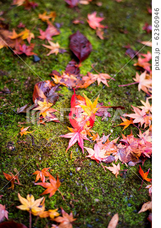 直指庵の時雨、苔床に散る紅葉 直指庵の時雨、苔床に散る紅葉 62360946