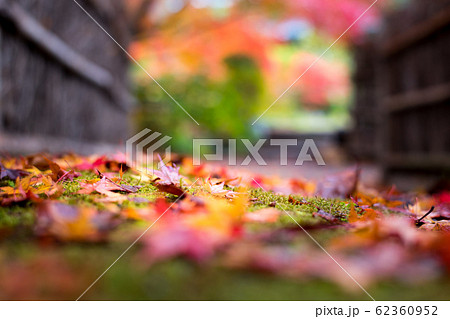 直指庵の時雨、苔むした小路に散る紅葉 直指庵の時雨、苔むした小路に散る紅葉 62360952