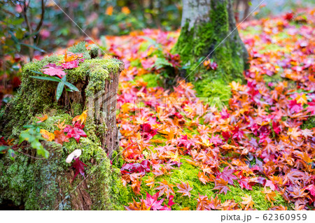 直指庵の時雨、苔むした切り株に散る紅葉 直指庵の時雨、苔むした切り株に散る紅葉 62360959