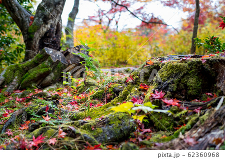 直指庵の時雨、苔むした古い切り株に散る紅葉 直指庵の時雨、苔むした古い切り株に散る紅葉 62360968
