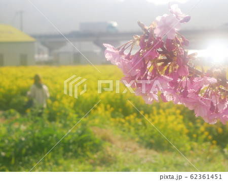 河津桜と菜の花畑 62361451