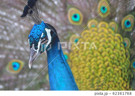 クジャク（イメージ） 62361768