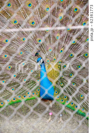 クジャク（イメージ） 62361773